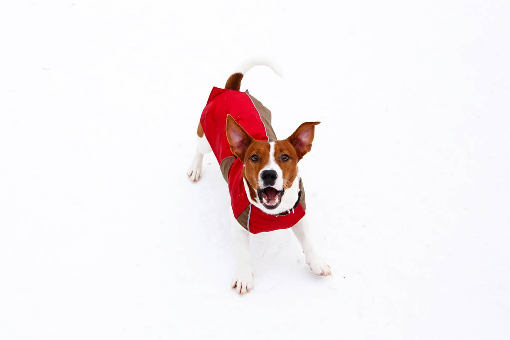 Jack Russell Terrier szczekanie zimą - Zdjęcie, obraz