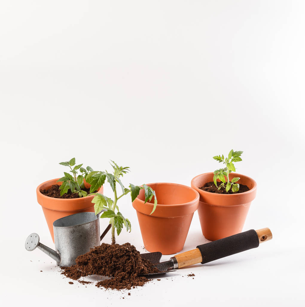 саженцы помидоров в глиняном горшке
 - Фото, изображение