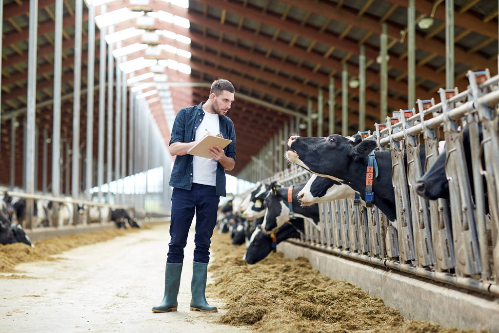 rolnik z podkładką i krowy w oborze w gospodarstwie - Zdjęcie, obraz