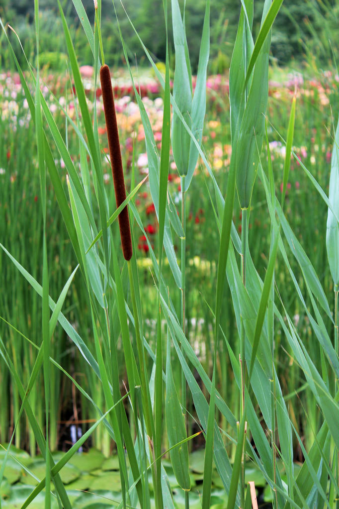 bulrush growing in the pond - Photo, Image