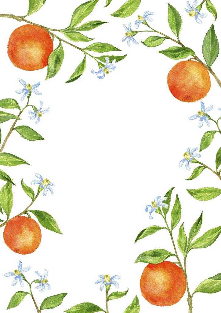 Hintergrund mit Ästen, Blumen, Blättern und Orangen - Foto, Bild
