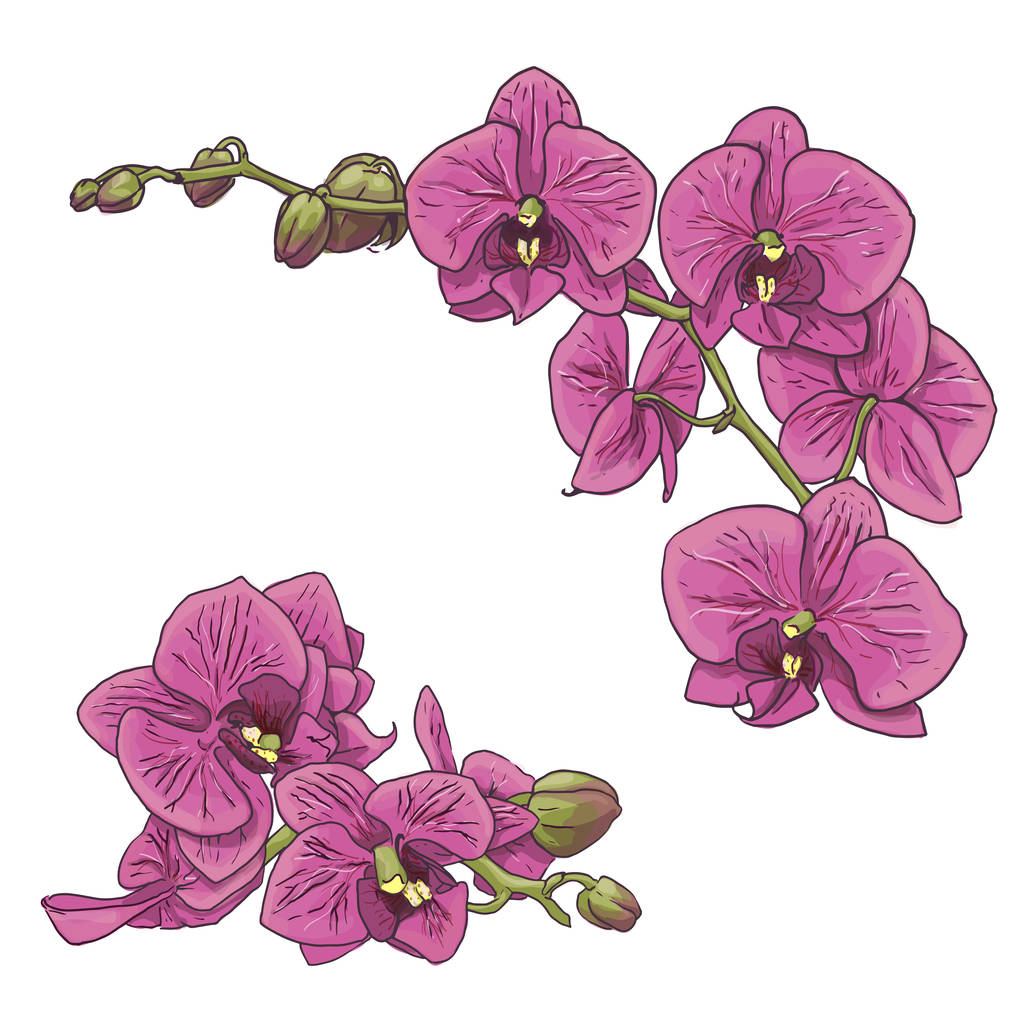 pembe orkide izole - Vektör, Görsel