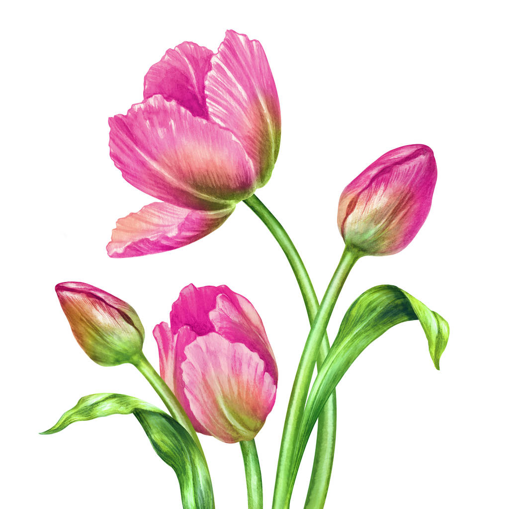 vesiväri vaaleanpunainen tulppaanit, kasvitieteellinen kuva, eristetty valkoisella pohjalla
 - Valokuva, kuva