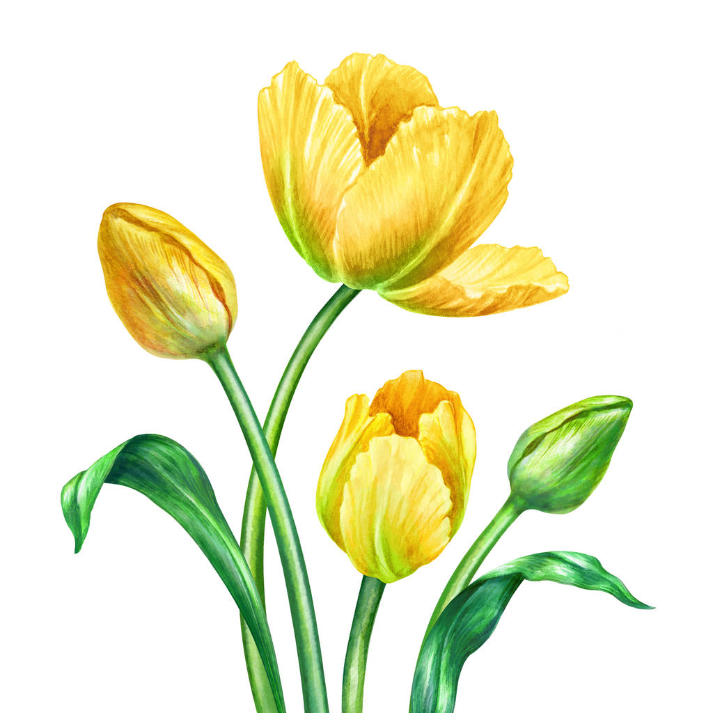 acuarela tulipanes amarillos, ilustración botánica, aislado sobre fondo blanco
 - Foto, Imagen