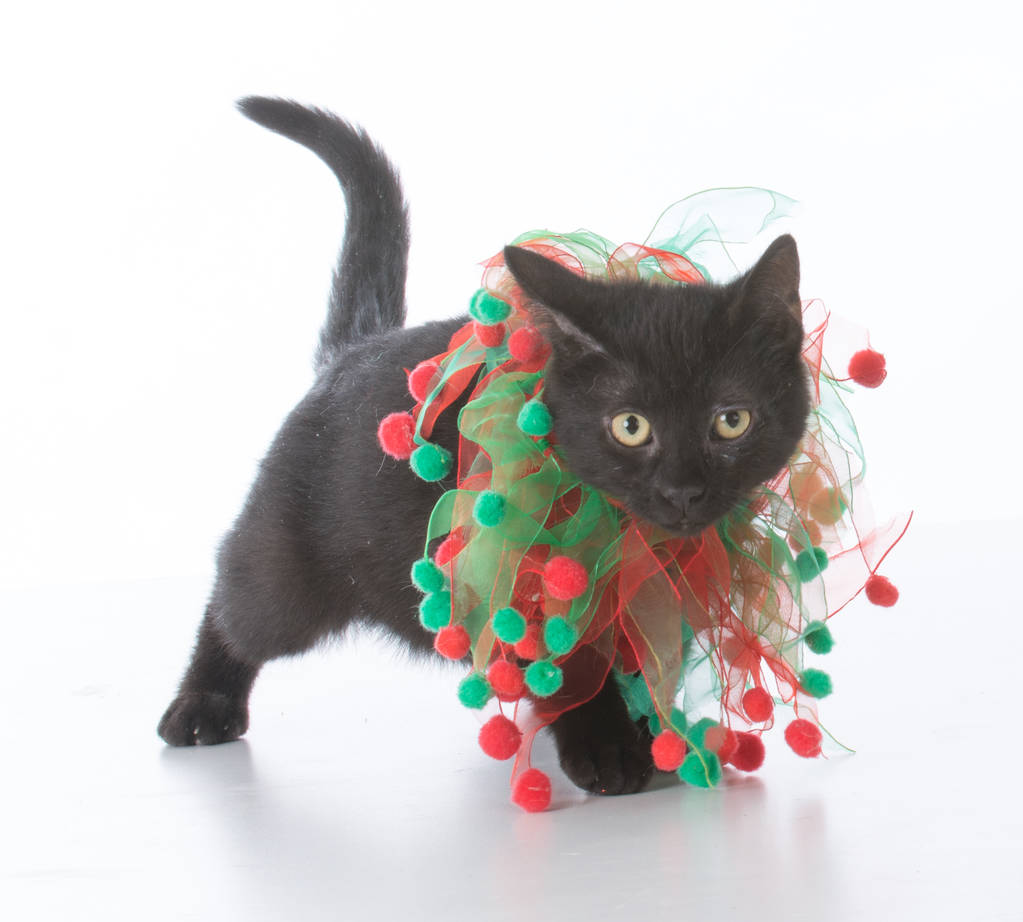 Різдво чорний кошеня
 - Фото, зображення