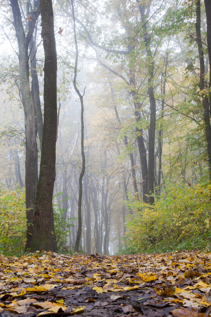 霧の秋の日 - 写真・画像