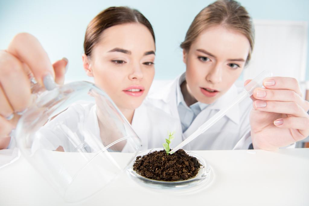 Cientistas femininas com planta verde
  - Foto, Imagem