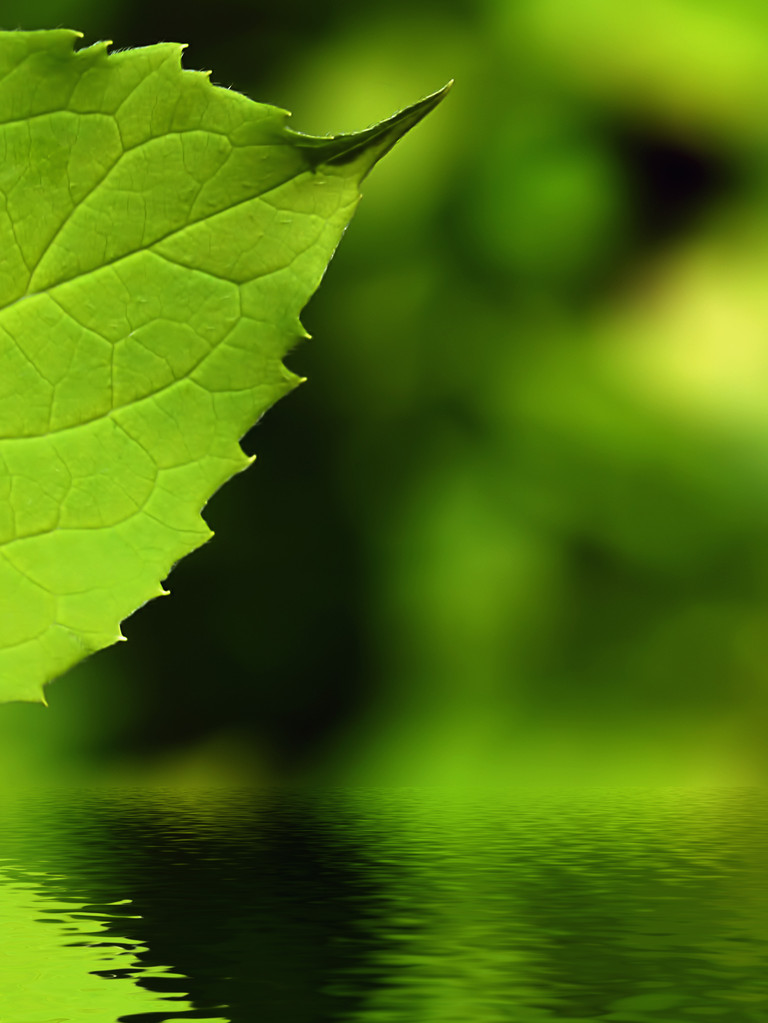 Фоновое изображение листьев
 - Фото, изображение