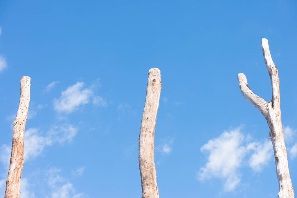 Tři vysoké uschlého stromu pramení izolované modrá obloha - Fotografie, Obrázek