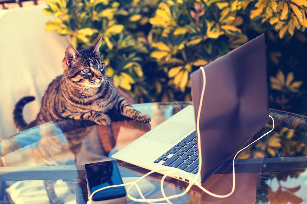 gato mirando el portátil. Trabajo al aire libre
 - Foto, imagen