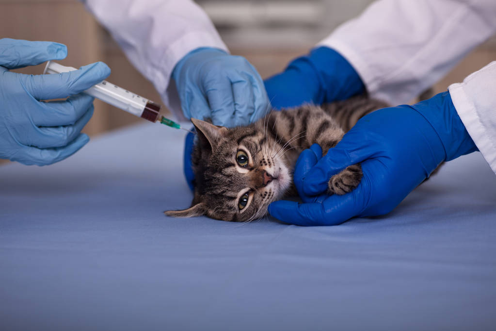 Katzenimpfung zum vorbeugenden Schutz vor Krankheiten - Foto, Bild