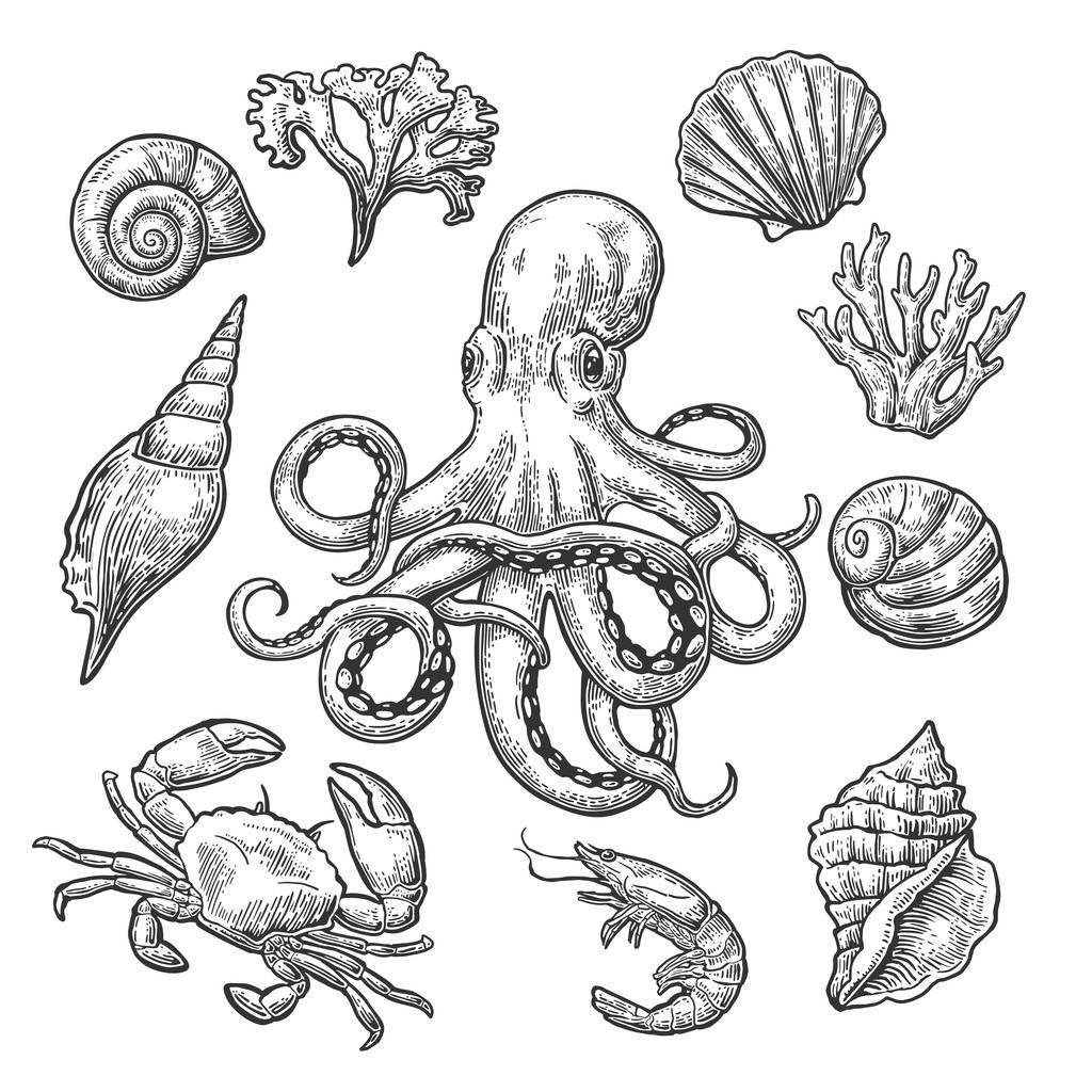 Комплект морской скорлупы, кораллы, крабы, креветки и осьминога
. - Вектор,изображение