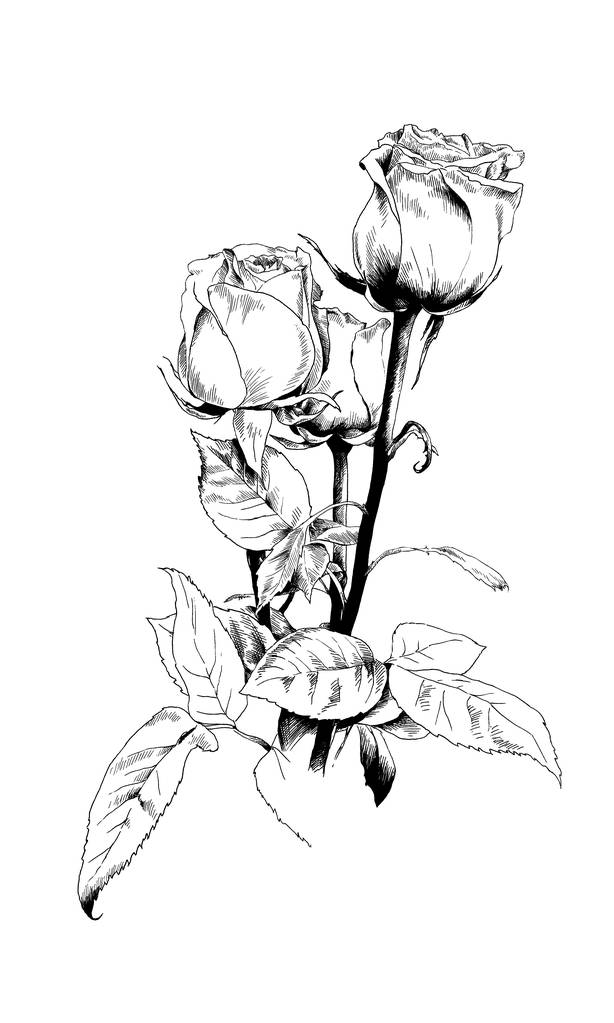 a bouquet of roses, drawn in ink by hand - Photo, Image