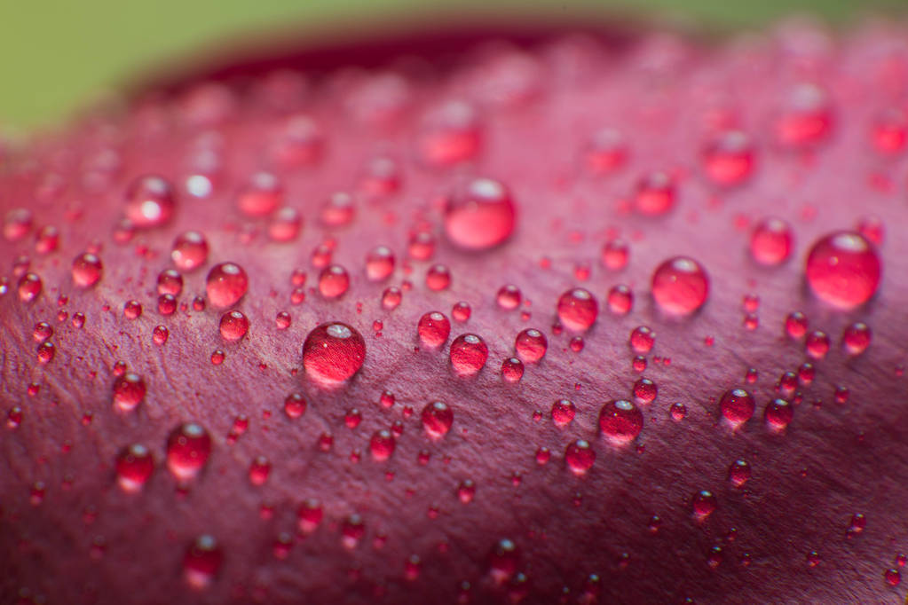 símbolo de amor e sentimentos românticos vermelho rosa pétalas macro imagem com gotas de água
 - Foto, Imagem