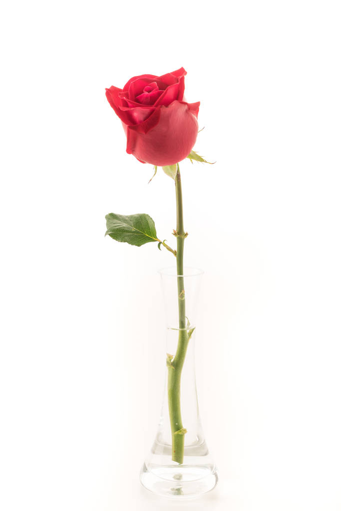 czerwona róża na białym tle - Zdjęcie, obraz
