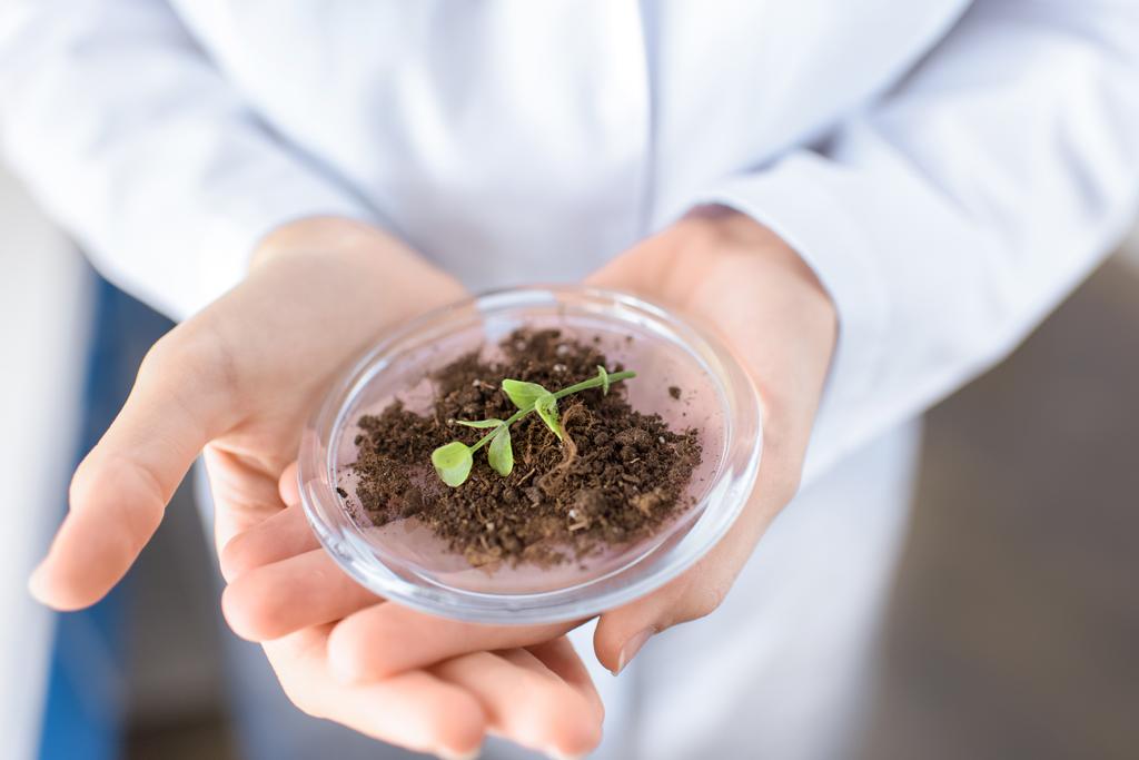 scientist with plant in container - Photo, Image