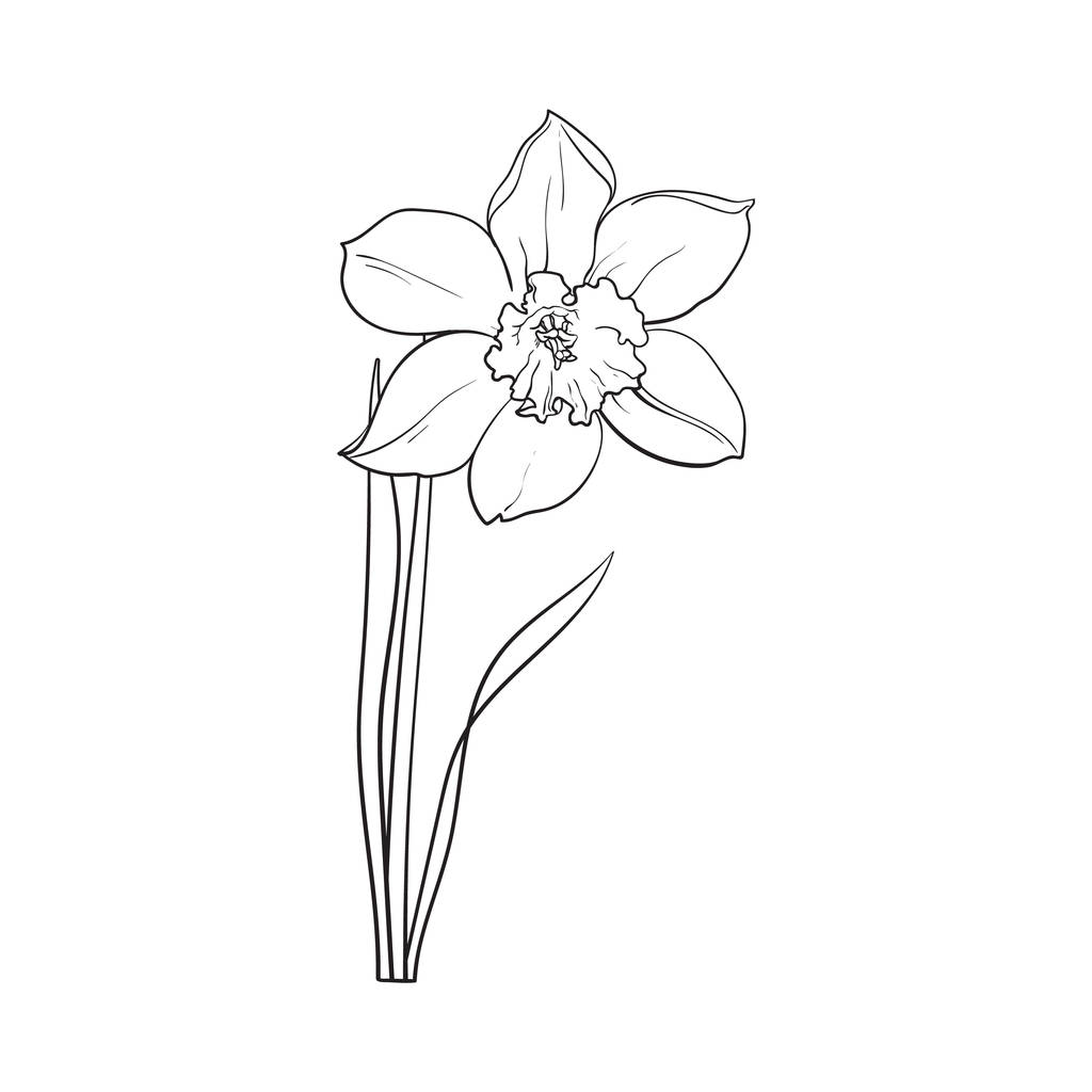 Single keltainen daffodil, Narcissus kevään kukka varsi ja lehdet
 - Vektori, kuva