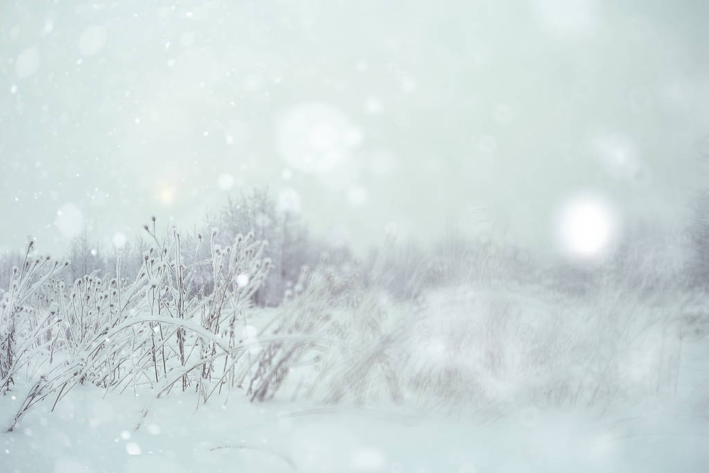 зима сніжна ліс
 - Фото, зображення