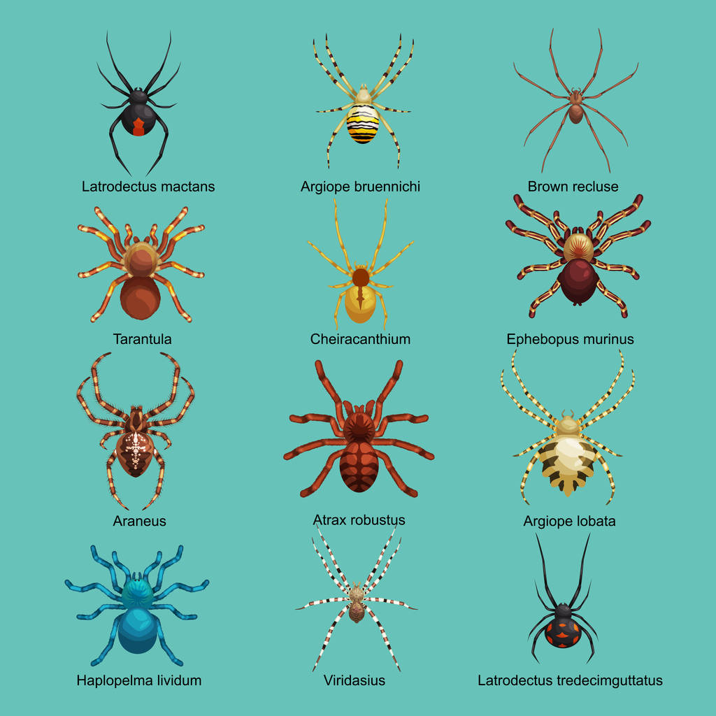 Spinnen Cartoon-Set, Sammlung gefährlicher Insekten - Vektor, Bild