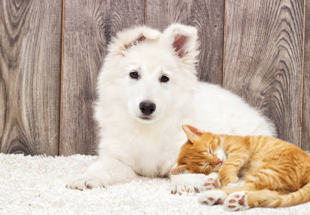 Berger Blanc Suisse puppy and kitten fluffy carpet - Photo, Image
