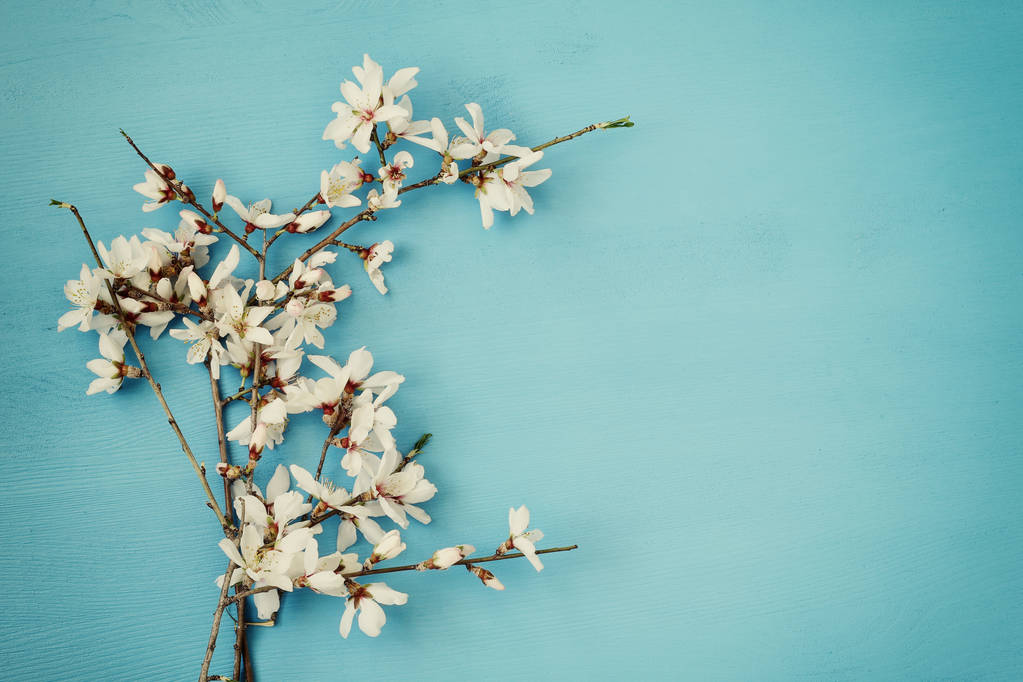 ağaç bahar beyaz kiraz çiçekleri - Fotoğraf, Görsel