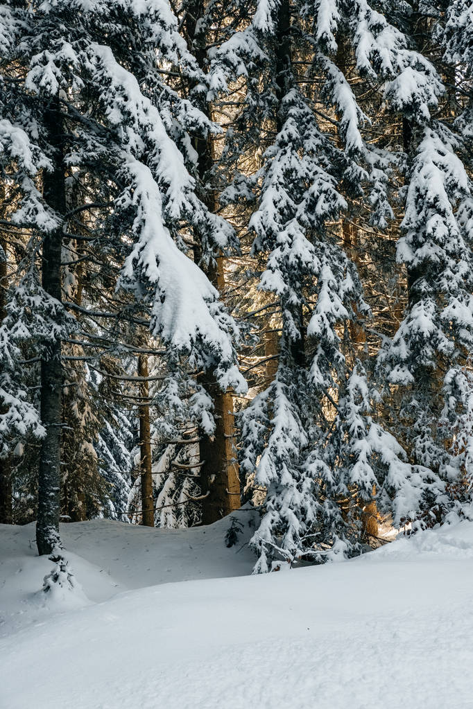 Foto vertical da floresta de abetos de Inverno com luz solar mágica
 - Foto, Imagem
