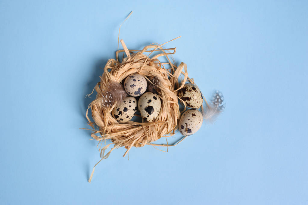 Quail eggs in a straw nest on the blue background - Photo, Image