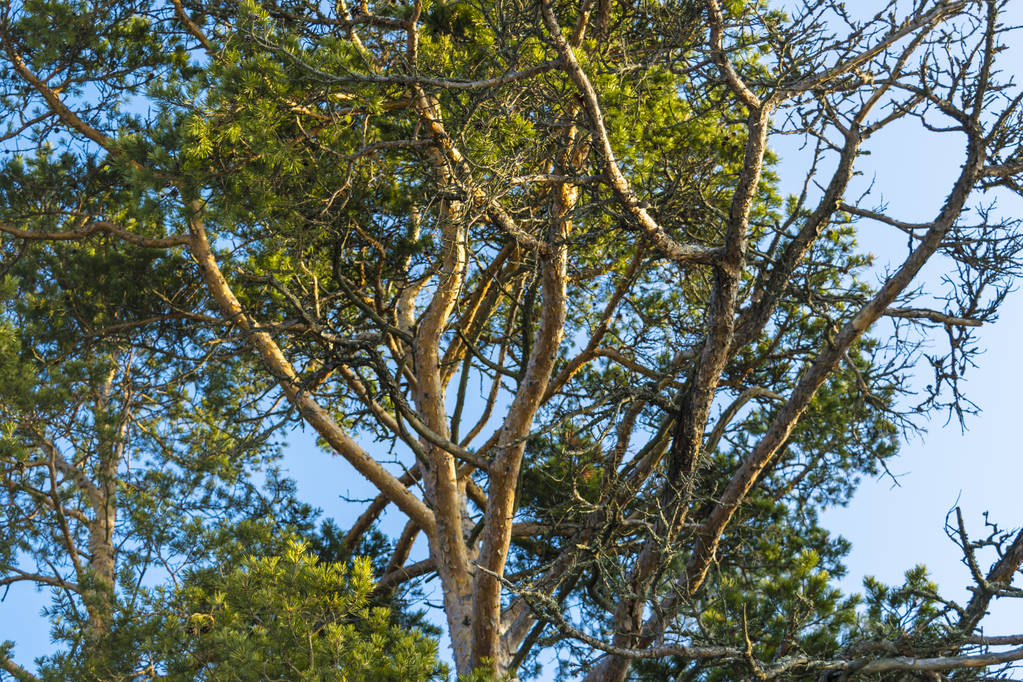 pinheiros na floresta contra fundo céu azul
 - Foto, Imagem