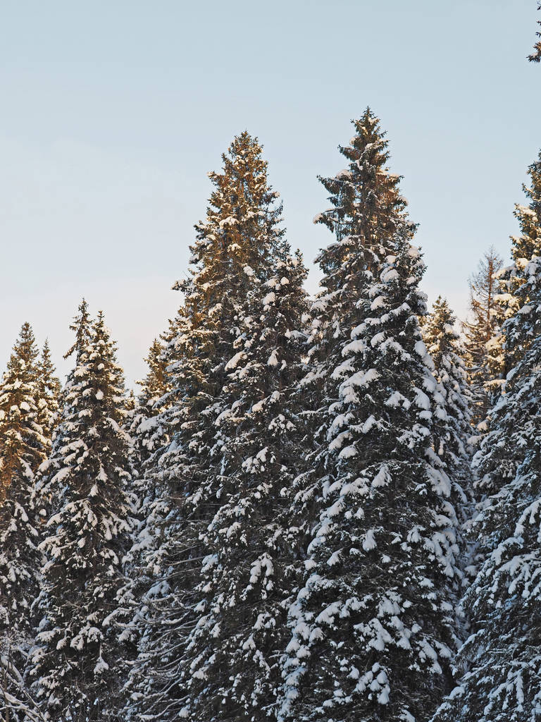 Spruce in the snow - Photo, Image