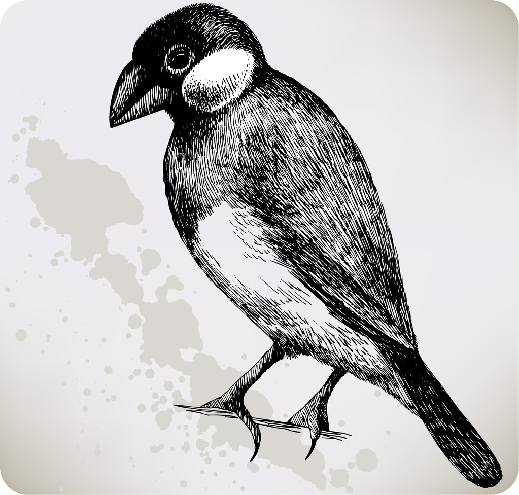 Bird Padda oryzivora, dibujo a mano. Ilustración vectorial
. - Vector, imagen