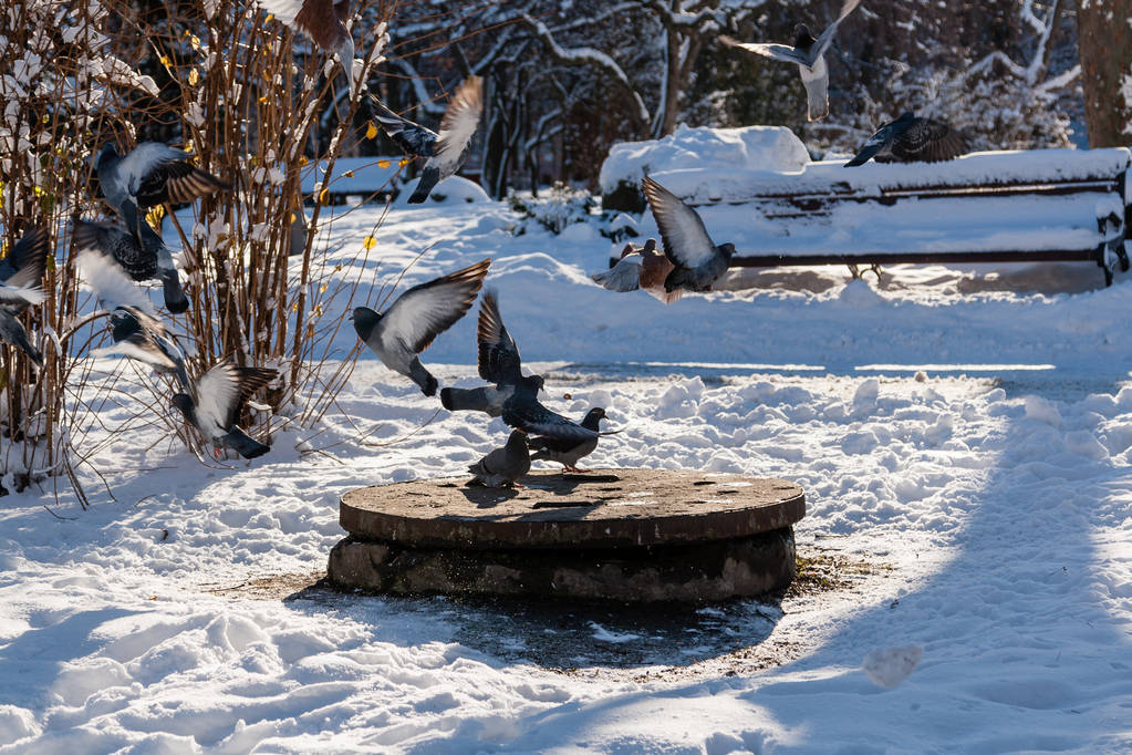 Стая голубей греется под зимним солнцем
 - Фото, изображение