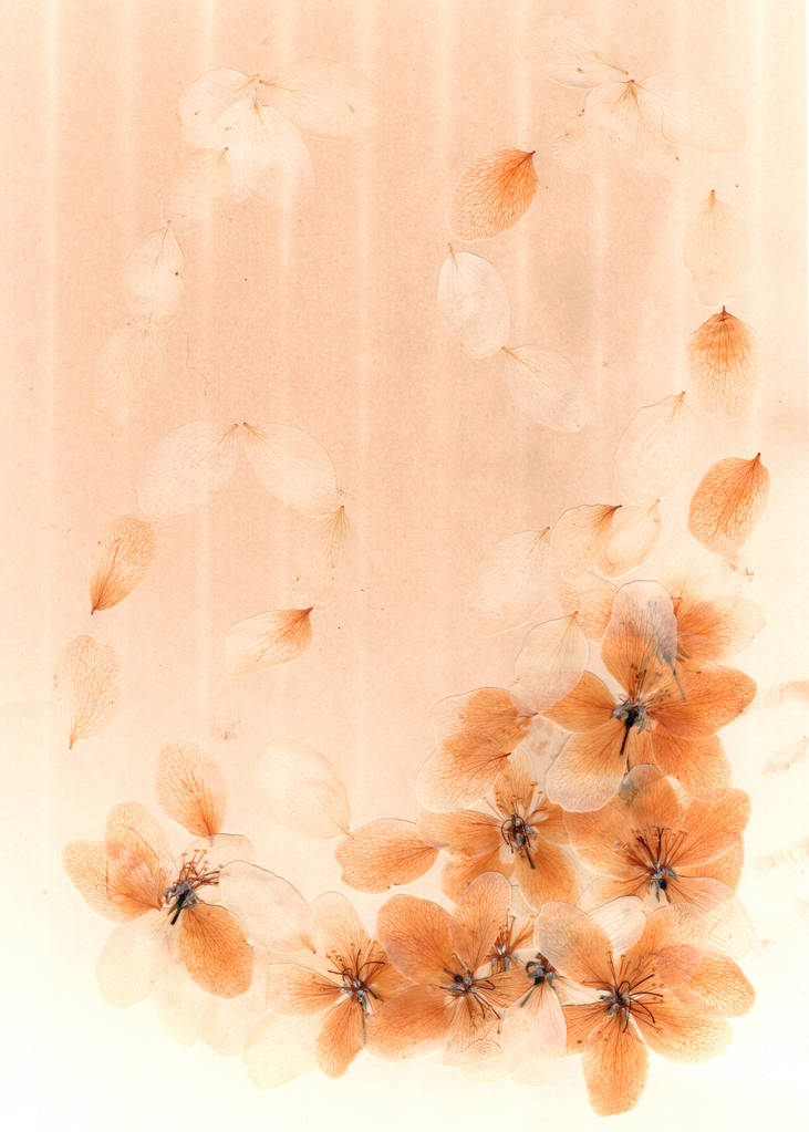 透明乾燥押し花と花アップルの古い色あせた黄ばんだ紙で花びらの淡いオレンジ色 ロイヤリティフリー写真 画像素材