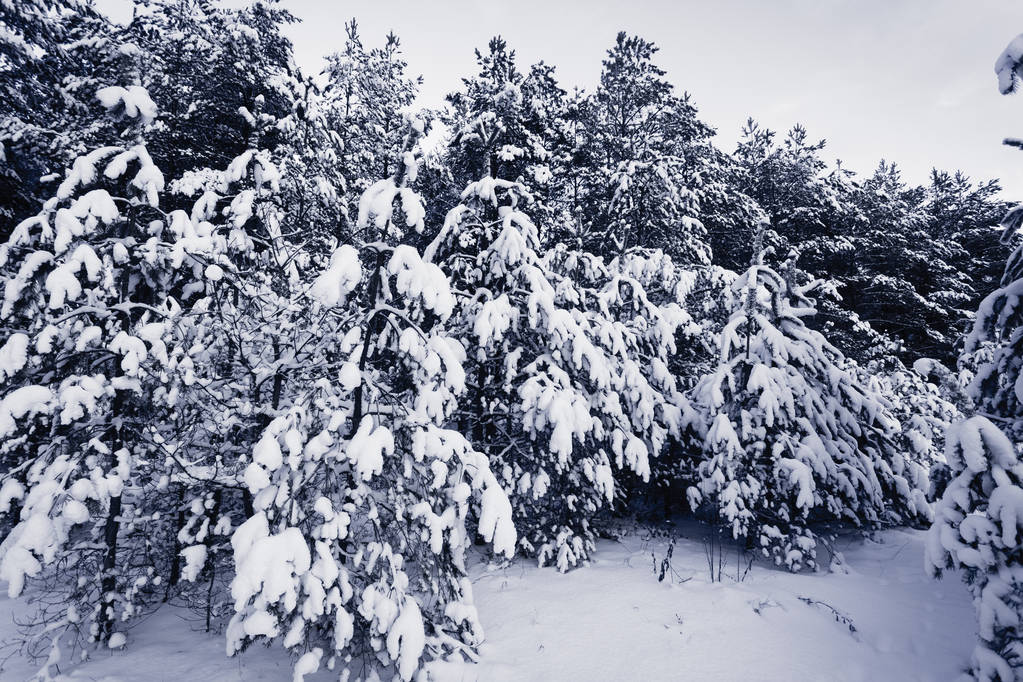 Δάσος καλυμμένος από χιόνι στο χειμερινό τοπίο - Φωτογραφία, εικόνα