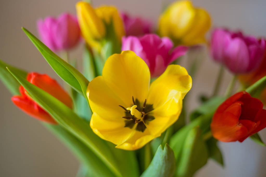 Bouquet de tulipes isolées sur fond beige avec chemin de coupe
. - Photo, image