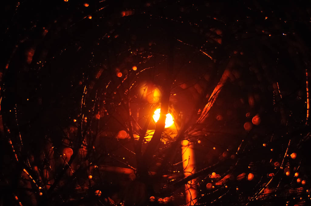 Лампа пост світлових променів сяючий жолоб мокрих гілок
 - Фото, зображення