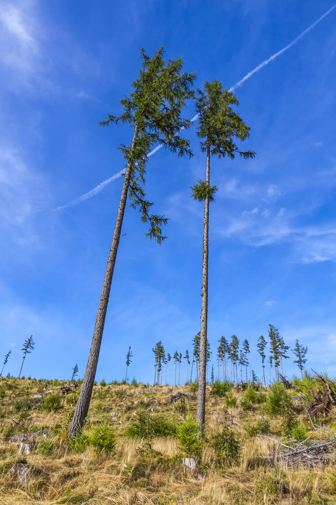 Сломанный лес в горах Татры, Словакия
 - Фото, изображение