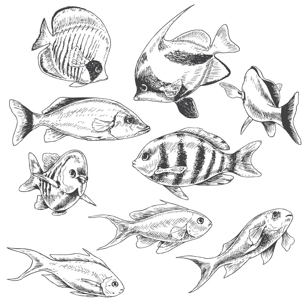 Reef Fishes Set - Vector, Image