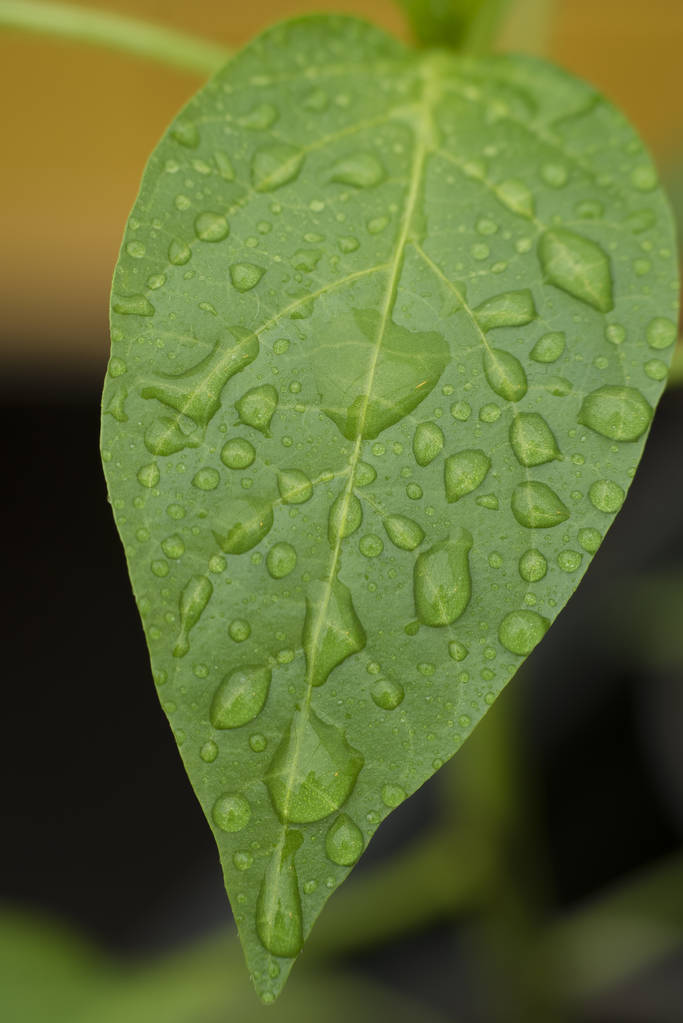 Limão de pimenta verde na chuva
 - Foto, Imagem