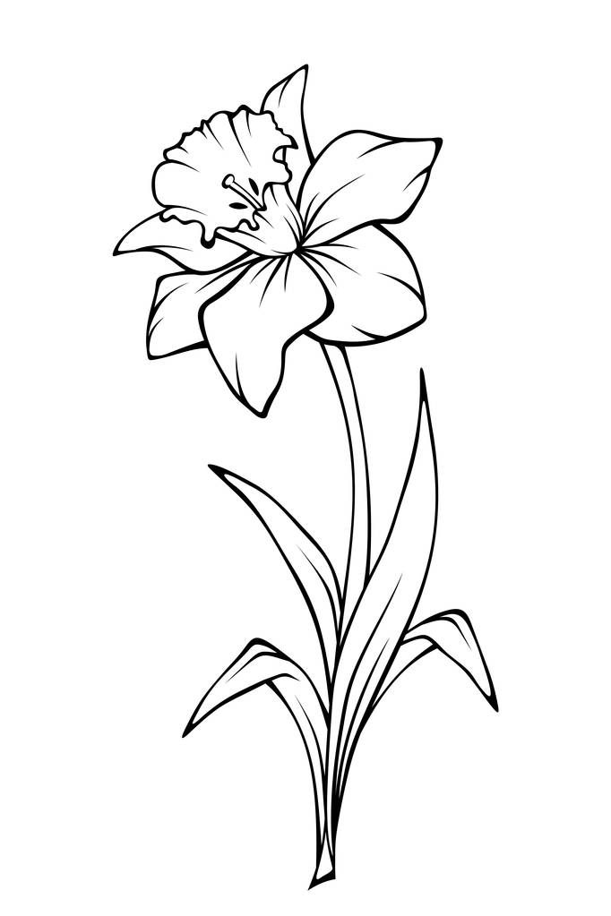 Narcissus flower. Vector line art illustration. - Vector, Image