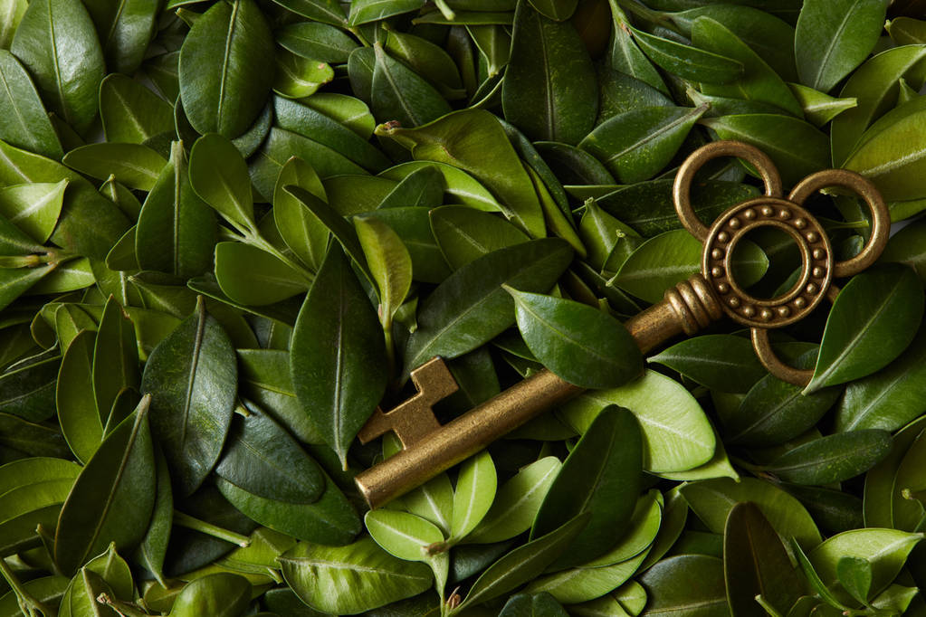 Zöld levelek, és a vintage kulcs - Fotó, kép