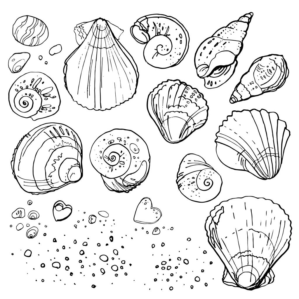 deniz kabuklarını çizilmiş seti - Vektör, Görsel