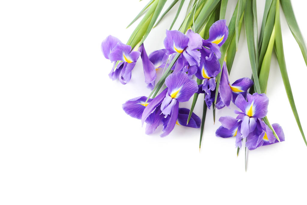 Bouquet de fleurs d'iris
 - Photo, image