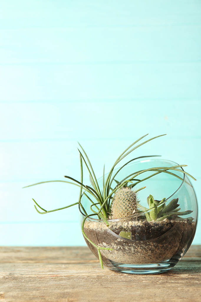 Glass pot with succulents - Photo, Image