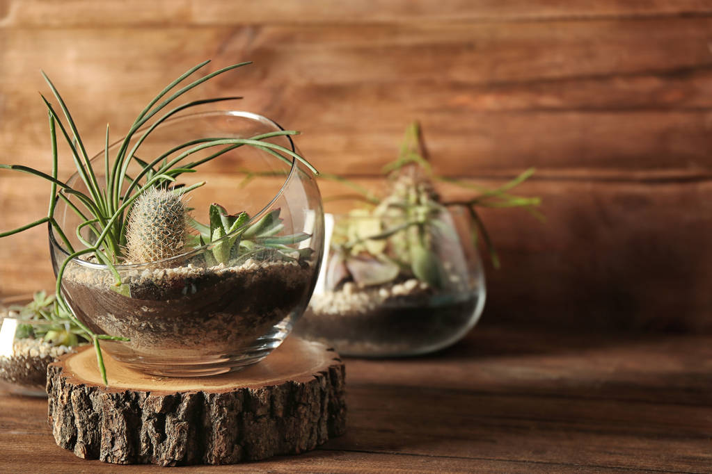 Pentole di vetro con succulente
 - Foto, immagini