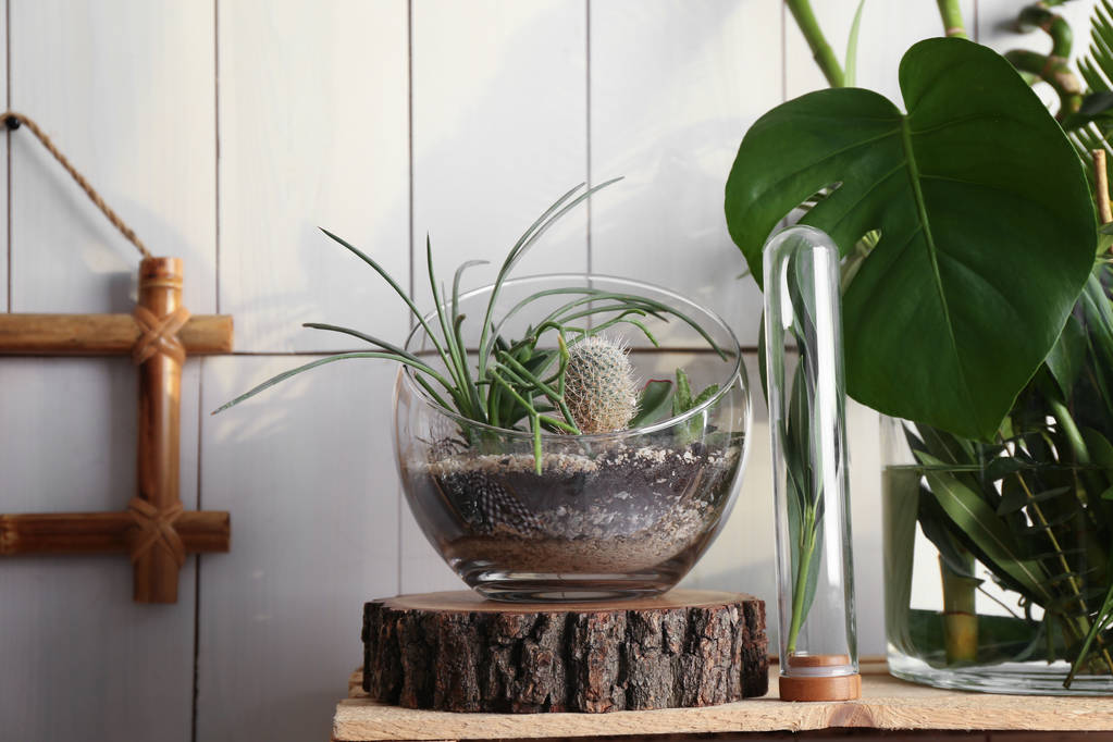 Dekorativní skleněné vázy s kaktusy a sukulentní - Fotografie, Obrázek