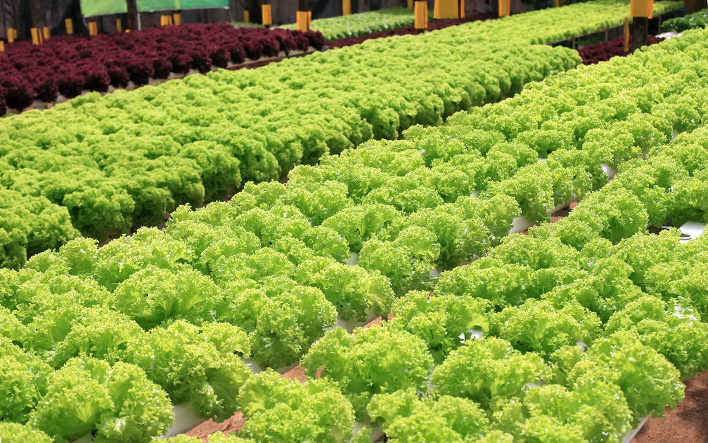 Organik marul yetiştirme çiftliği - Fotoğraf, Görsel