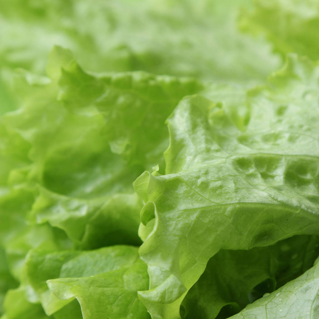 Image studio de la texture de la salade verte en focus sélectionné
. - Photo, image