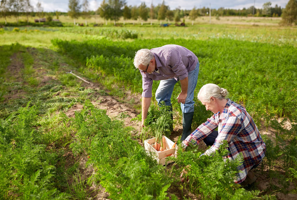 senior couple with box picking carrots on farm - Photo, Image