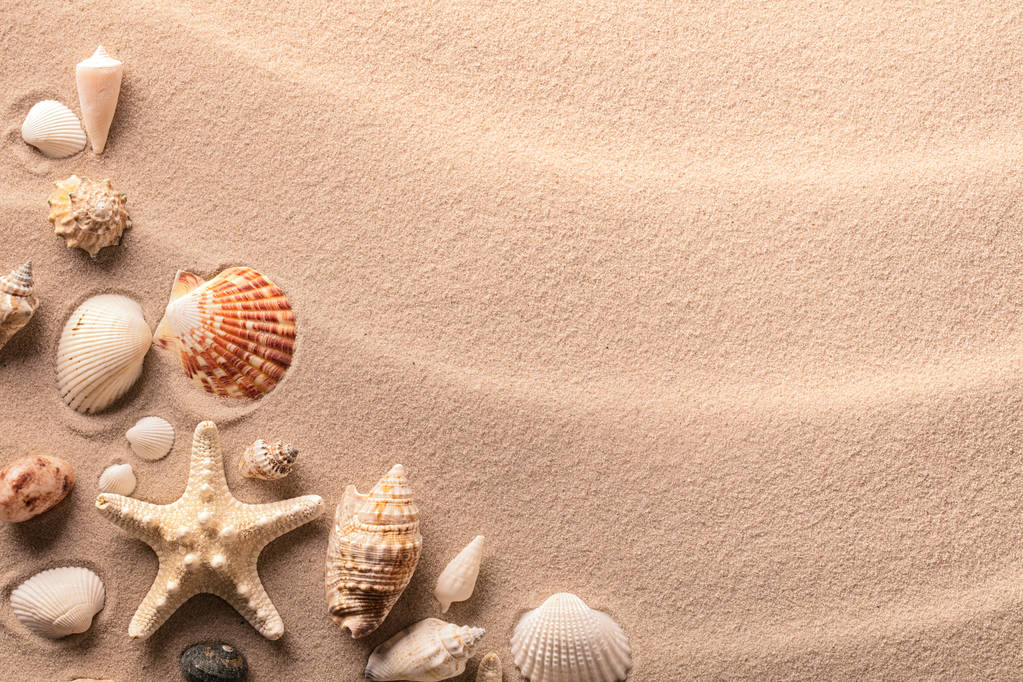 Praia de areia de verão com conchas
 - Foto, Imagem