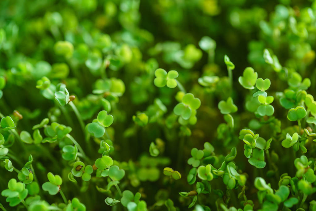 Молодий microgreen поля
 - Фото, зображення
